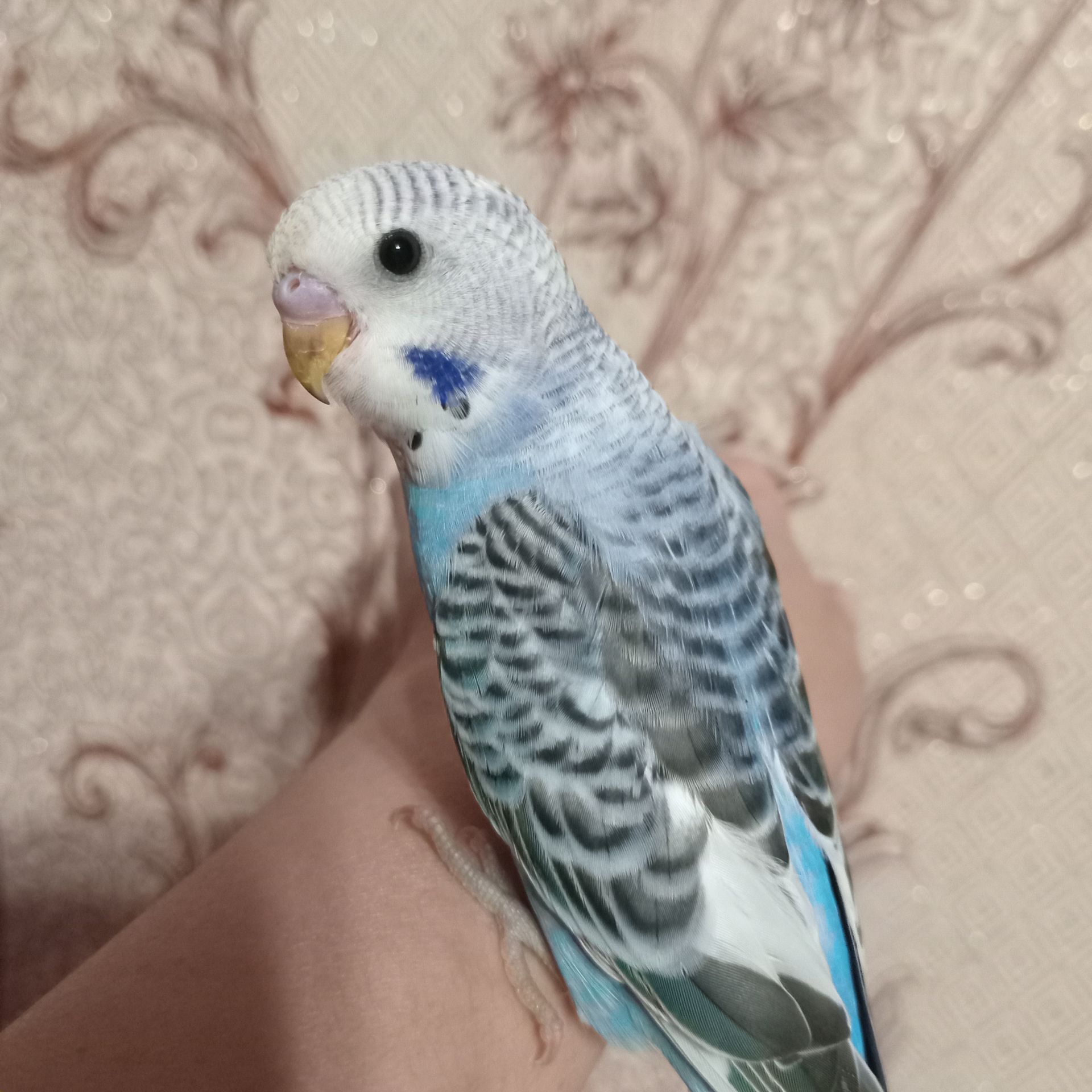 Хвилясті папуги