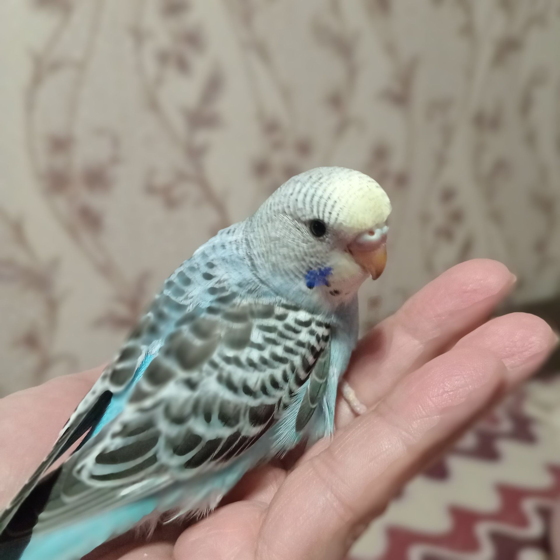 Хвилясті папуги