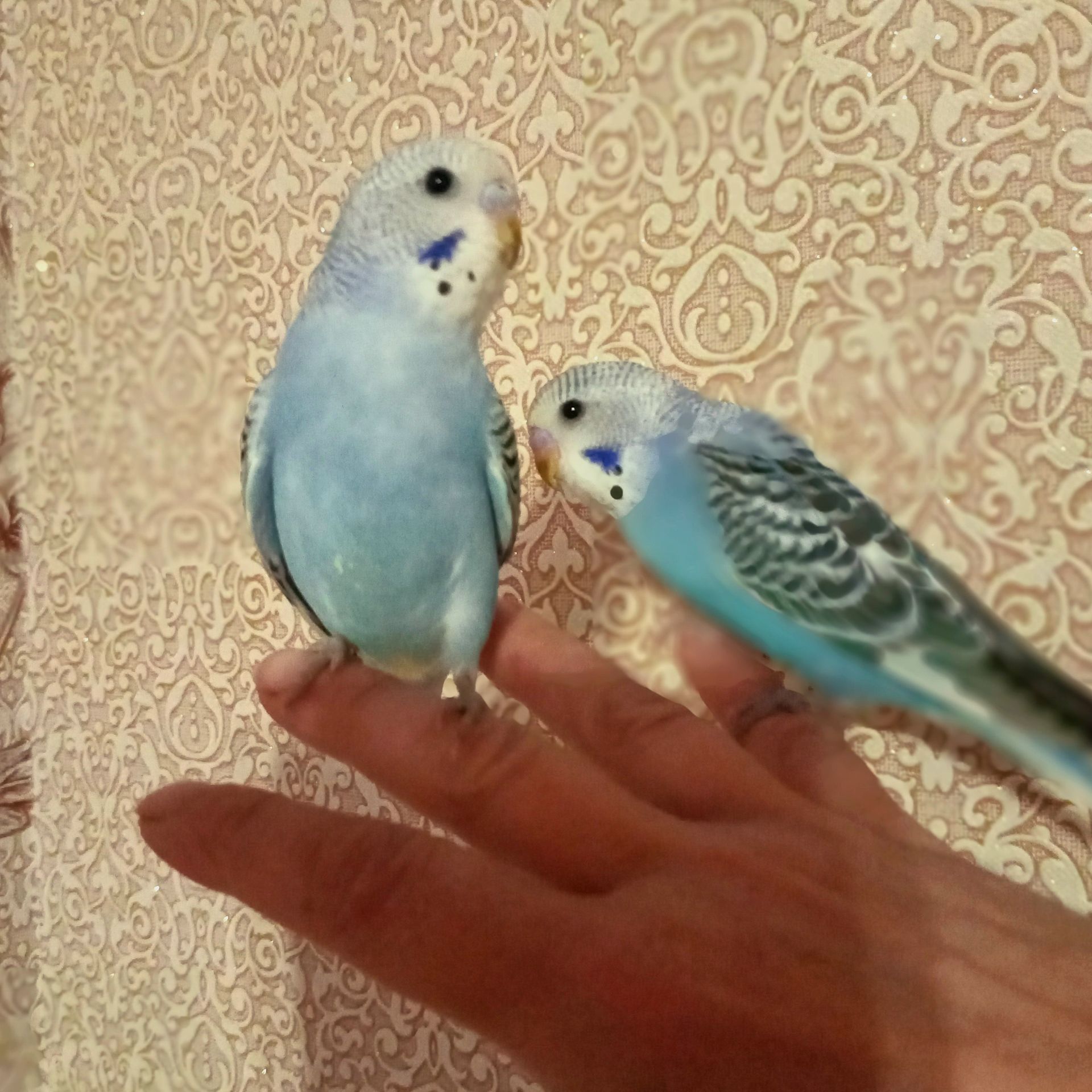 Хвилясті папуги