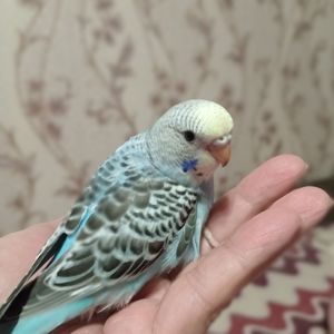 Хвилясті папуги