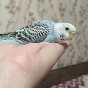 Хвилясті папуги