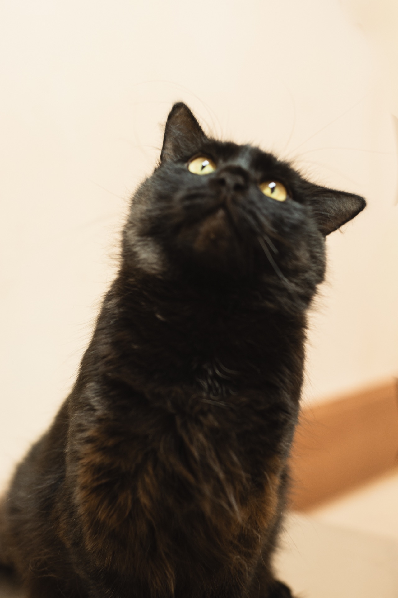 Киця та 3 малюка мріють про родину!