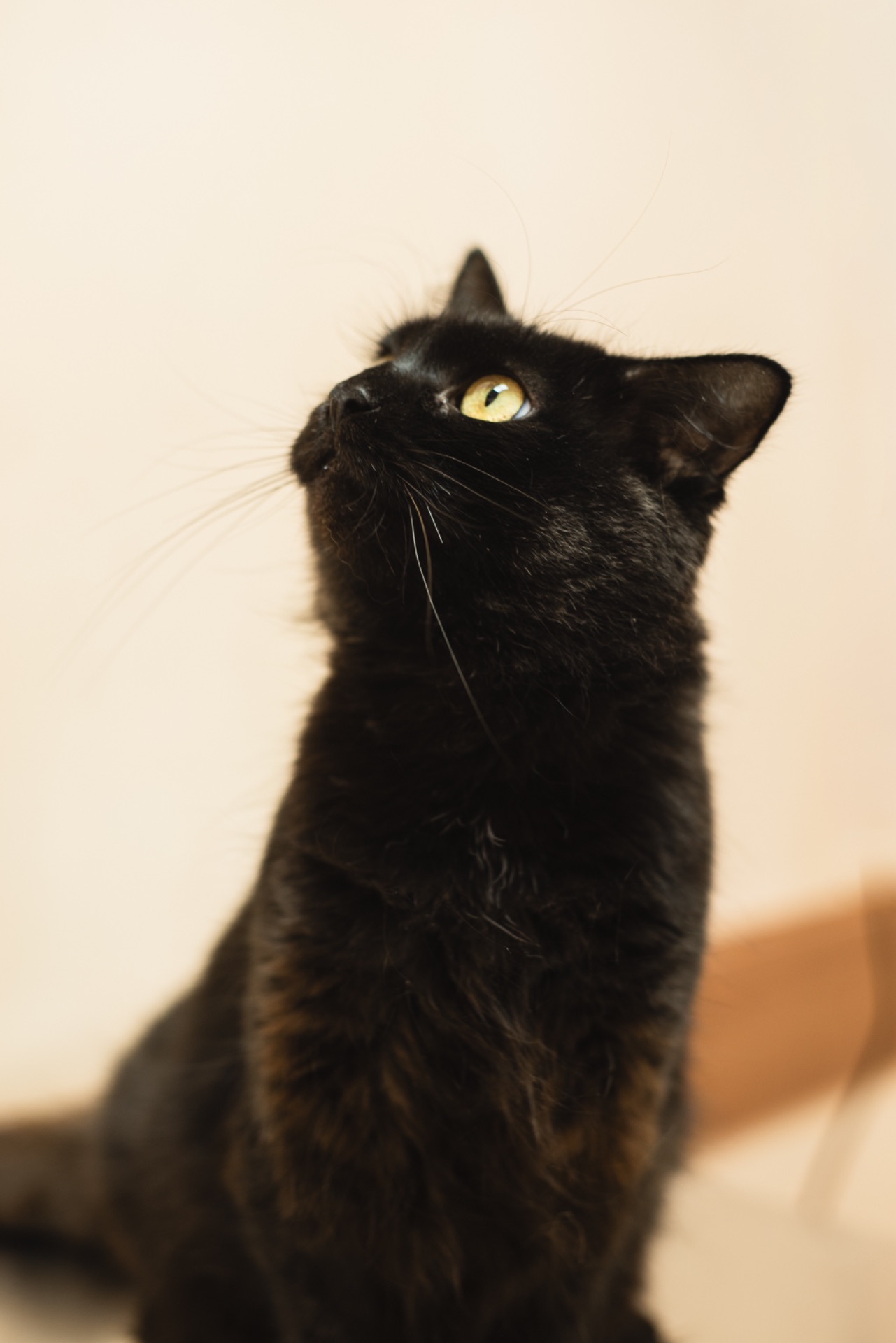 Киця та 3 малюка мріють про родину!