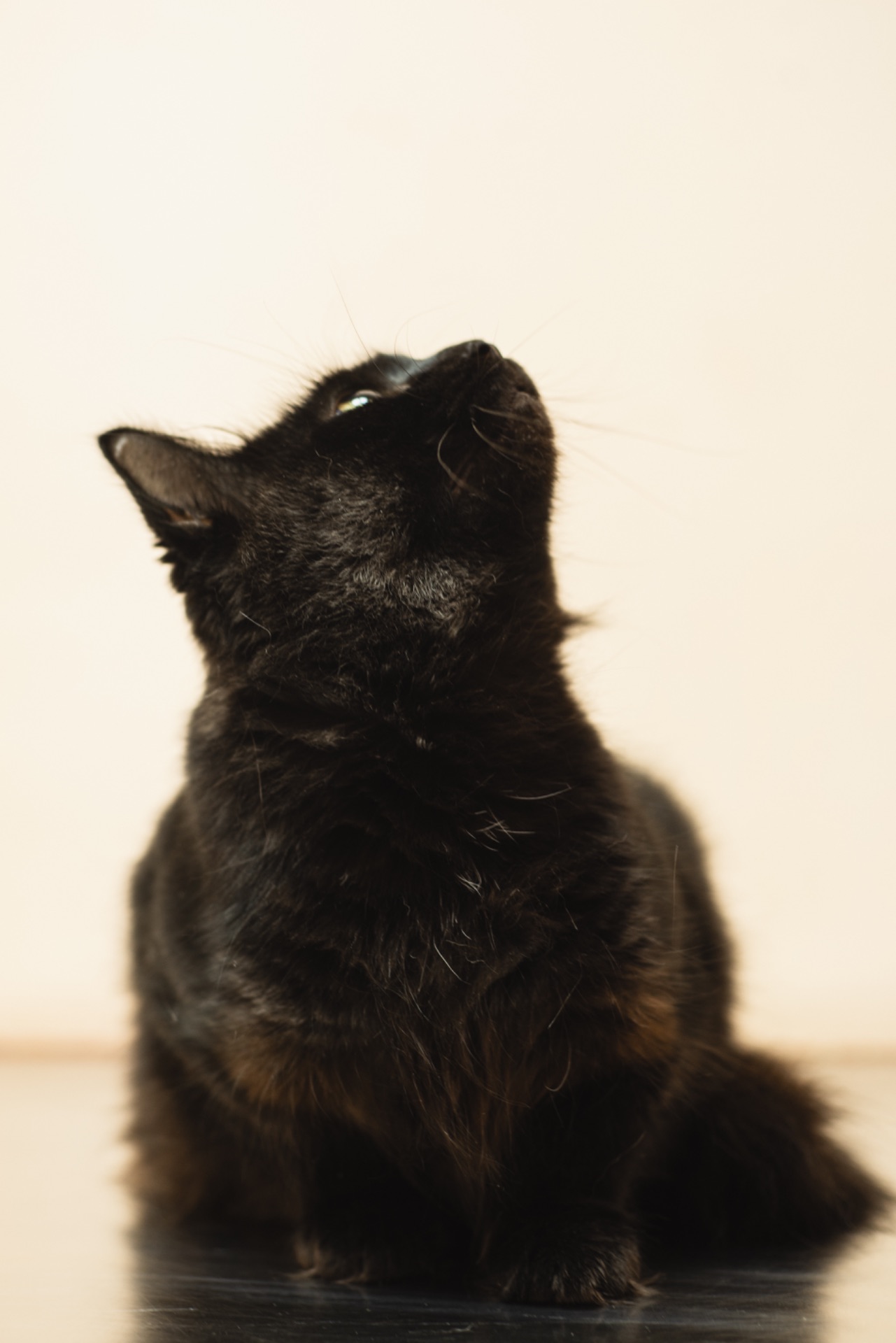 Киця та 3 малюка мріють про родину!