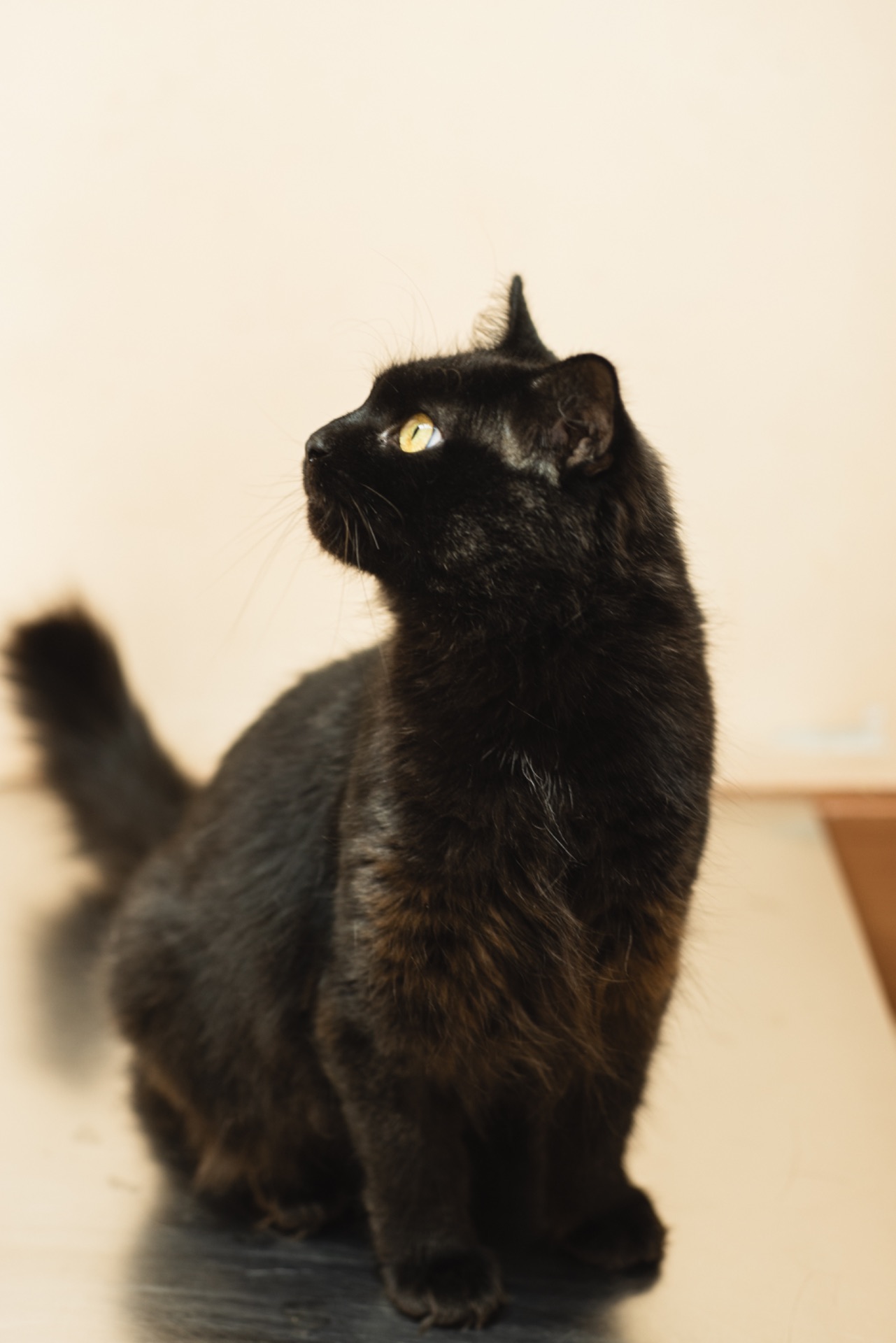 Киця та 3 малюка мріють про родину!