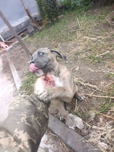 Коне Корсо