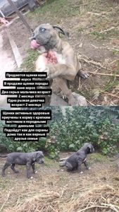 Коне Корсо