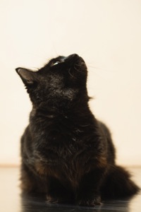 Киця та 3 малюка мріють про родину!