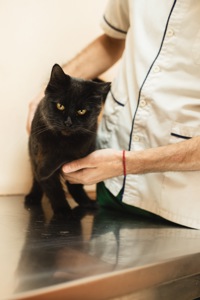 Киця та 3 малюка мріють про родину!