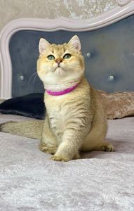 Британська золота шиншилла