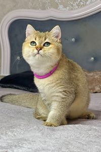 Британська золота шиншилла