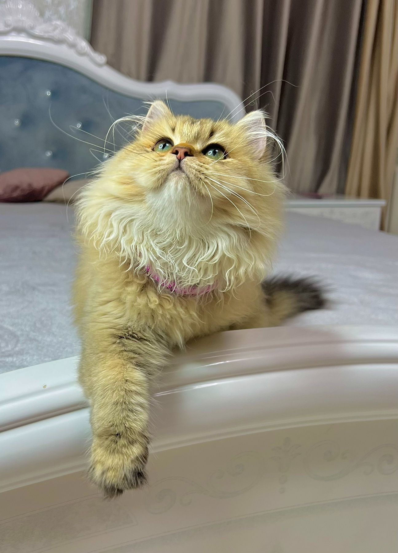Британська золота шиншилла