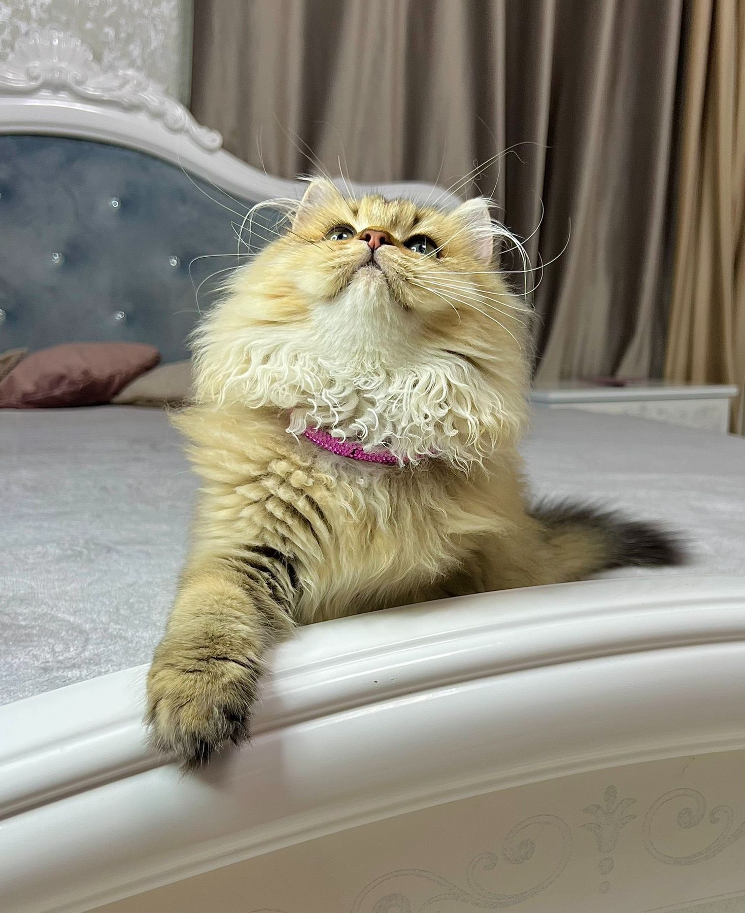 Британська золота шиншилла