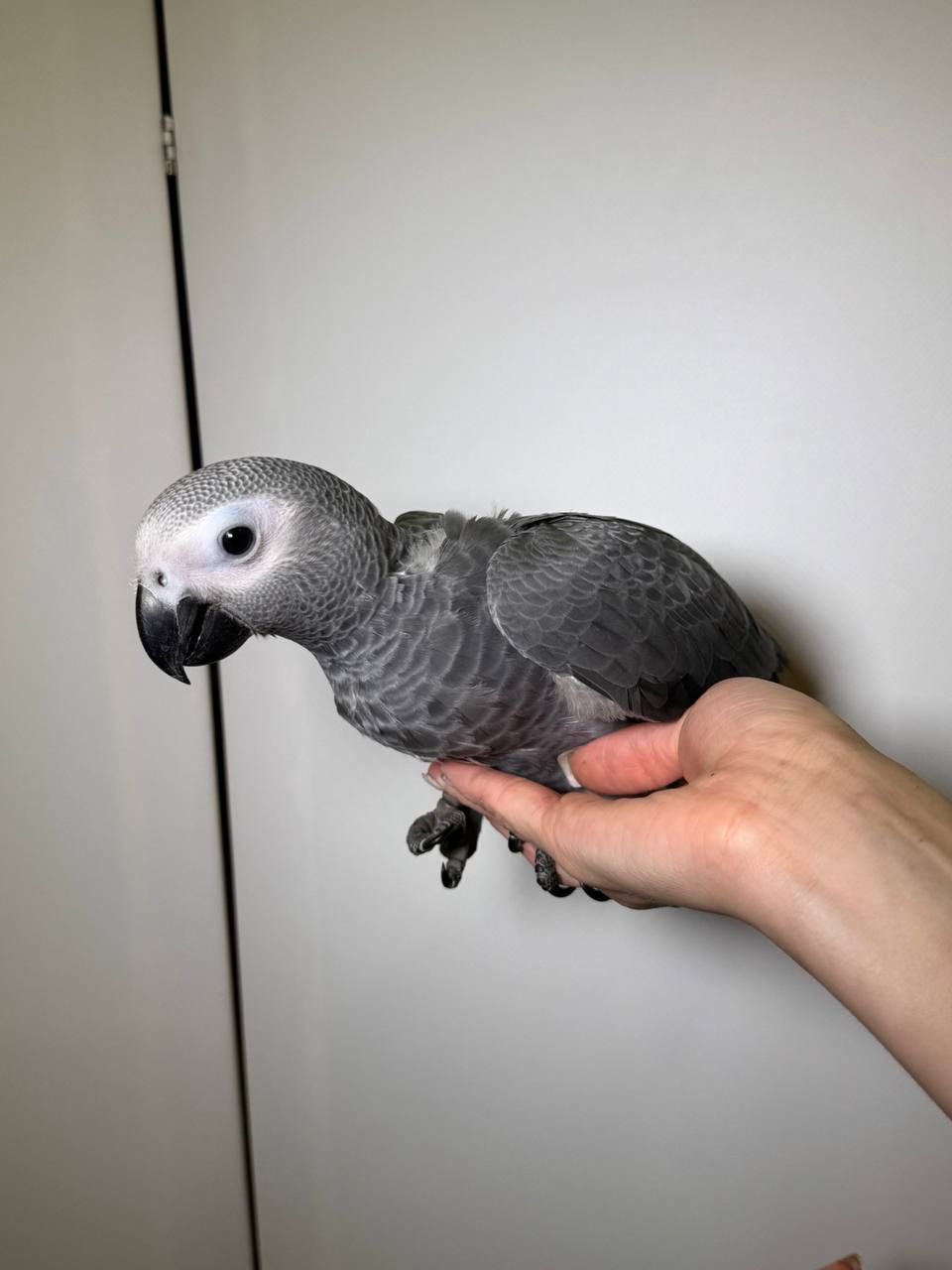 Папуга Жако, сірий папуга, викормиш Жако, найрозумніший папуга