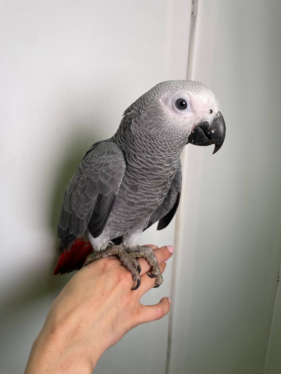 Папуга Жако, сірий папуга, викормиш Жако, найрозумніший папуга