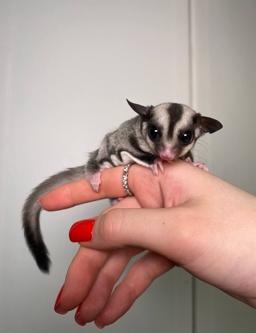 Цукровий поссум, білка-летяга, ласкавий поссум