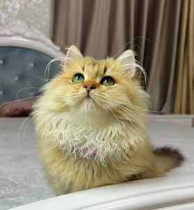 Британська золота шиншилла