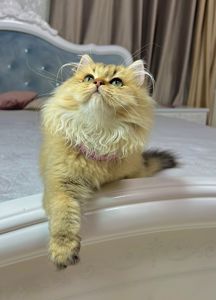 Британська золота шиншилла