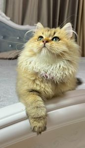 Британська золота шиншилла