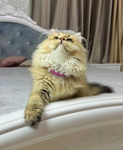 Британська золота шиншилла