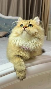 Британська золота шиншилла