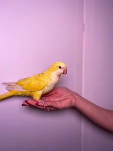 Каліта Монах окільцьовані папуги з ДНК тестом, каліта зелений, блакитний монах квакер