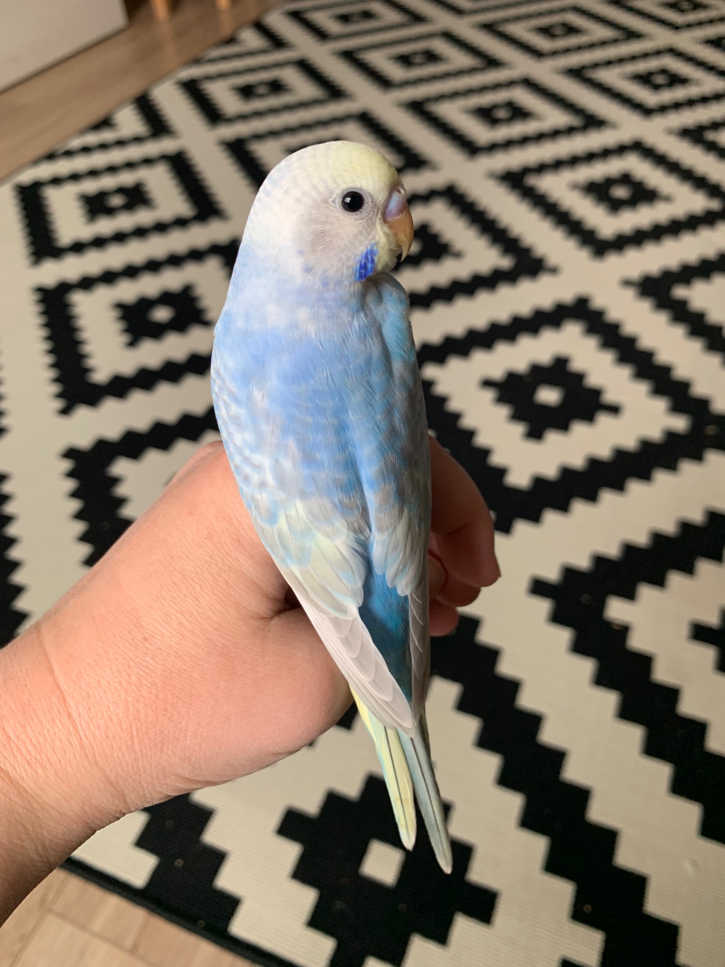 Хвилясті папуги