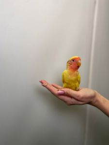 Папуги нерозлучники символ дружби, вірності та любові