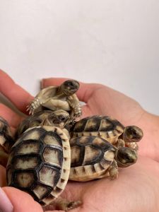 Сухопутна черепаха, водяна черепаха, черепахи різних видів для дому