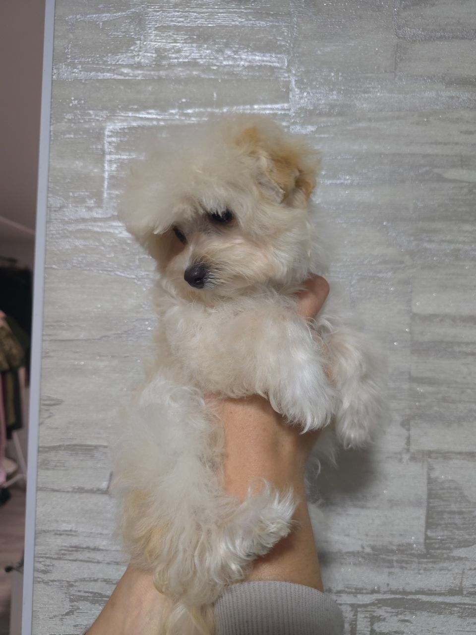 Хлопчик мальтипу