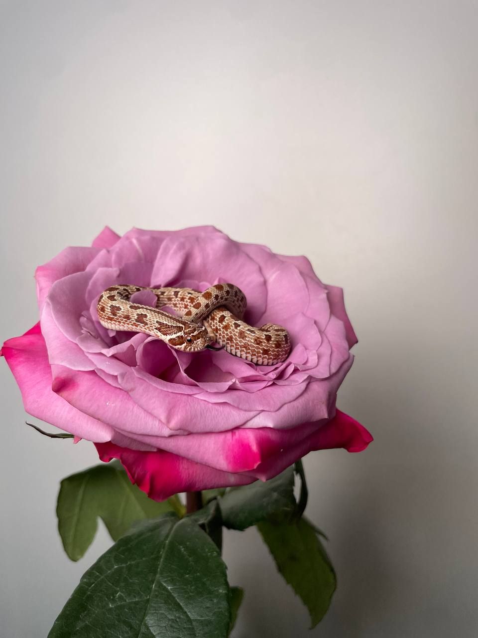 Свиноноса карликова змія, носата змія міні, карликова змійка