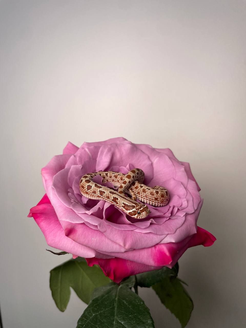 Свиноноса карликова змія, носата змія міні, карликова змійка