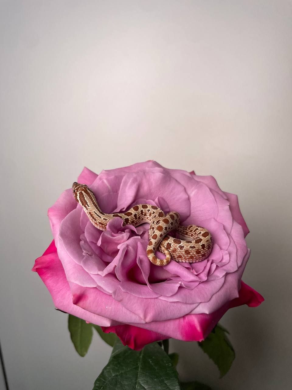 Свиноноса карликова змія, носата змія міні, карликова змійка