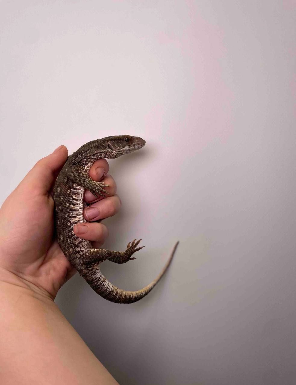 Капський варан, степовий варан, велика ящірка