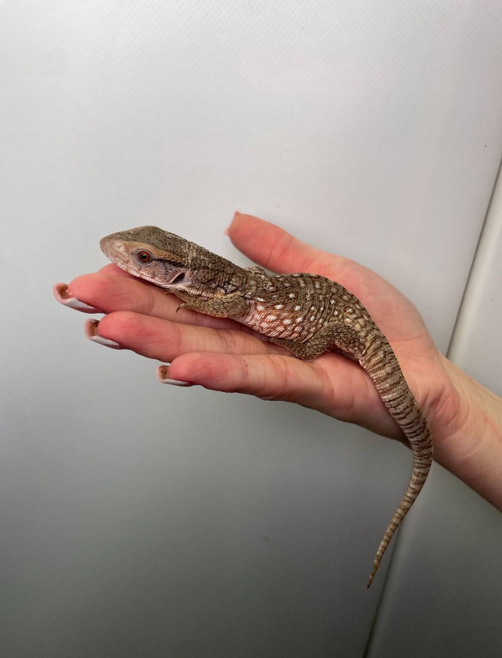 Капський варан, степовий варан, велика ящірка