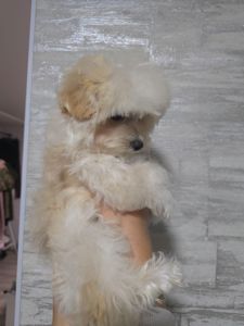 Хлопчик мальтипу
