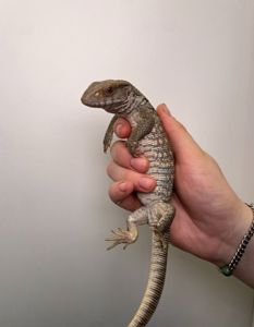 Капський варан, степовий варан, велика ящірка