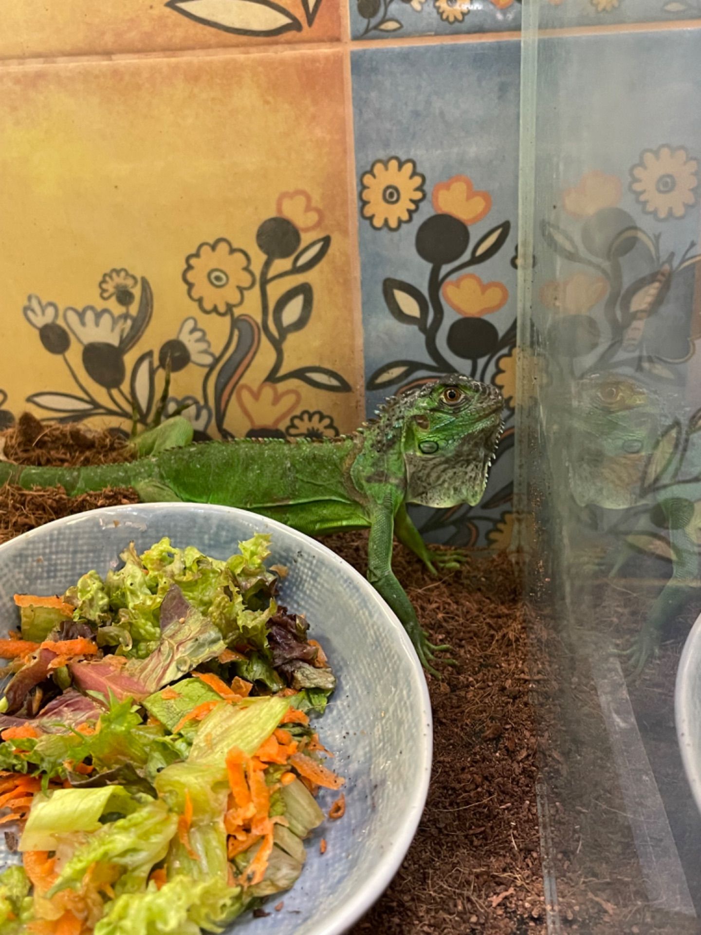 Молода зелена ігуана