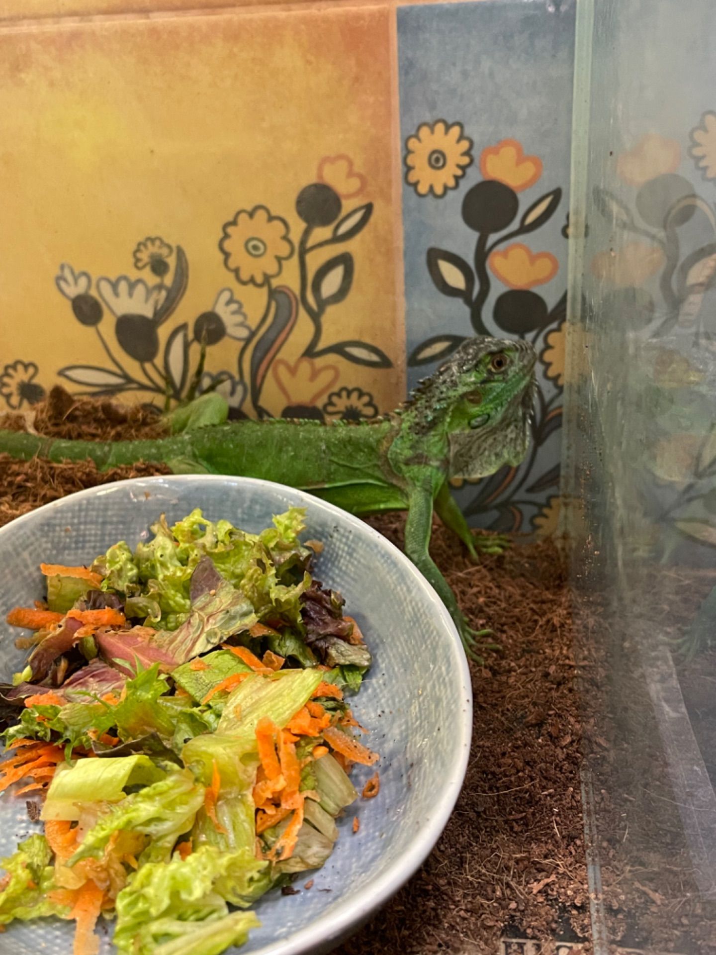 Молода зелена ігуана