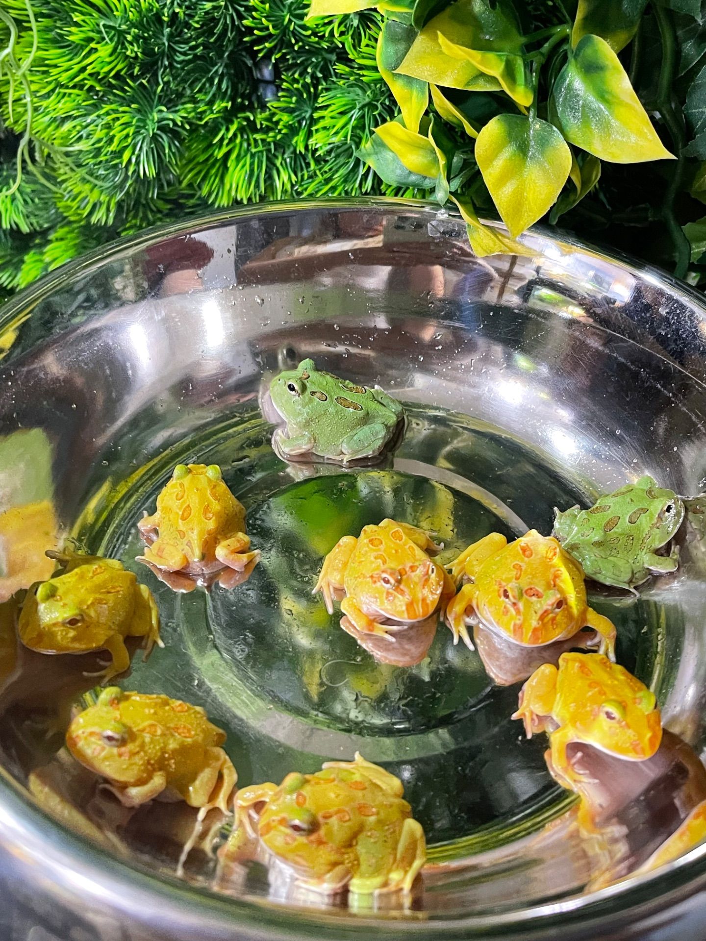 Яскраві жабки рогатки