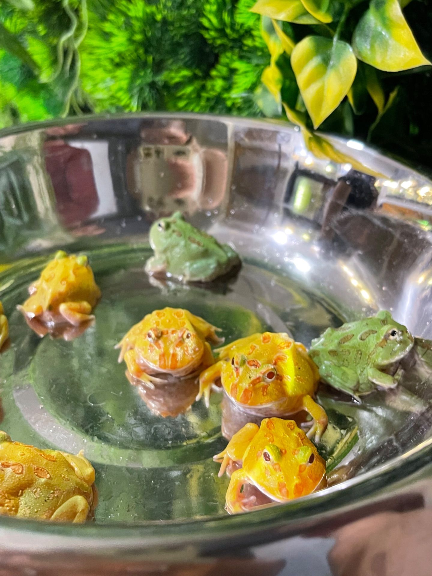 Яскраві жабки рогатки