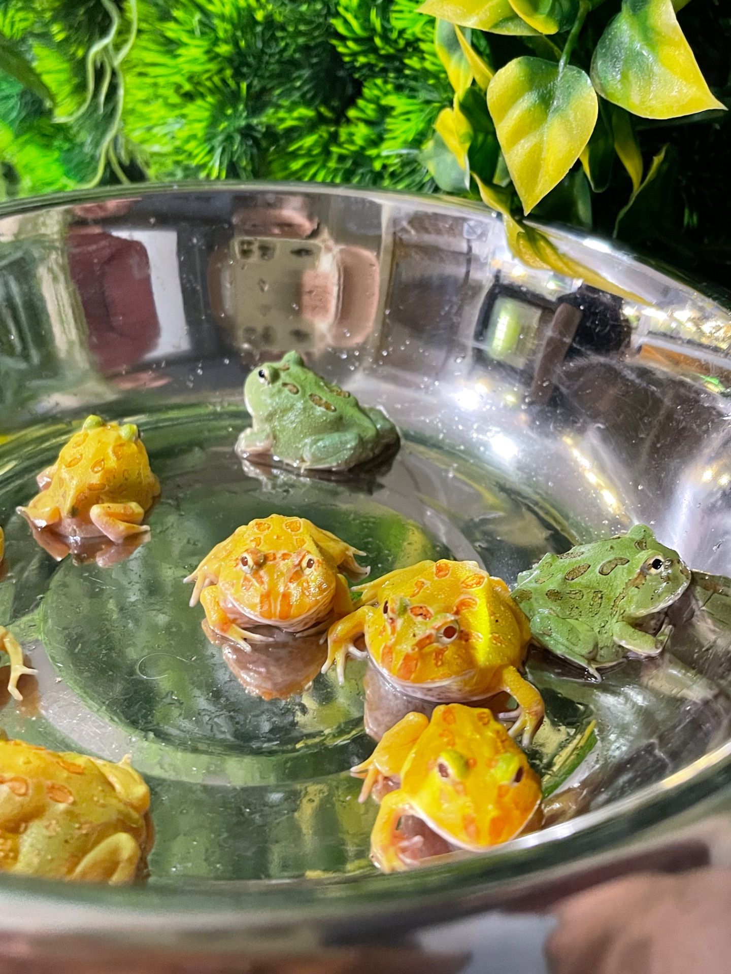 Яскраві жабки рогатки