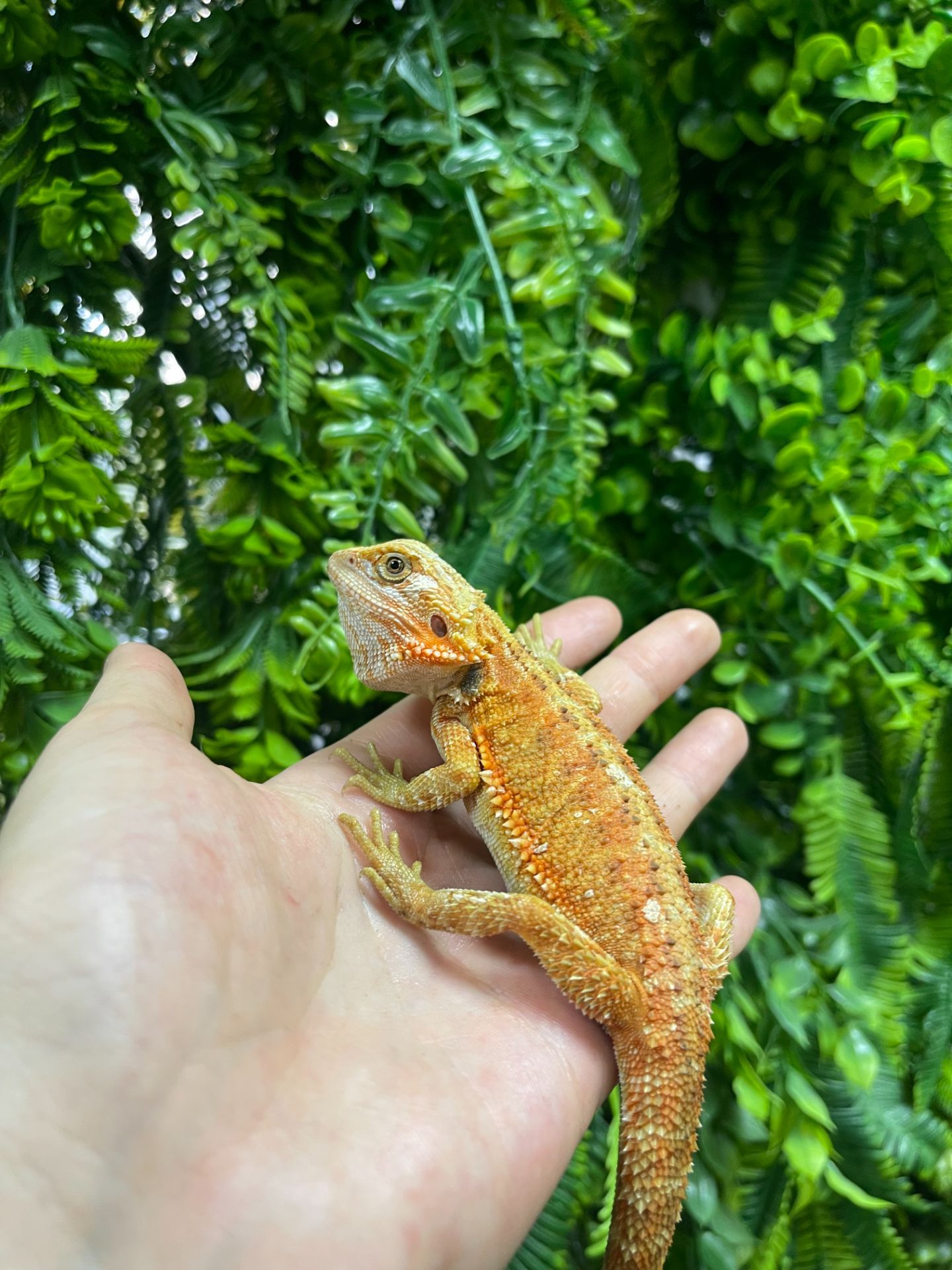 Бородаті агами різні морфи