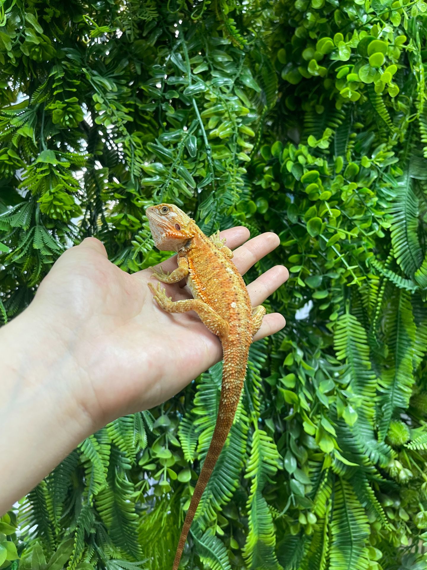 Бородаті агами різні морфи