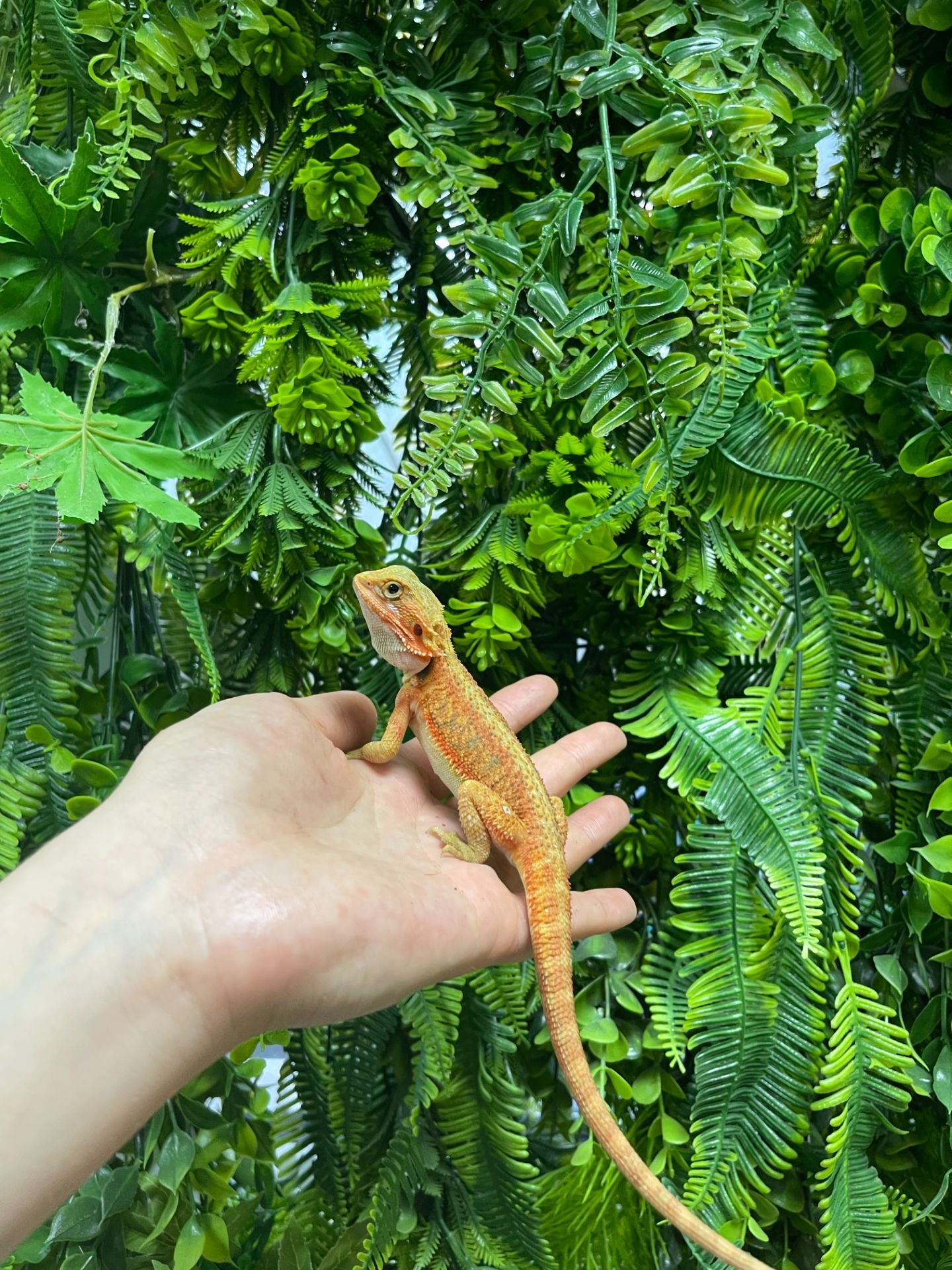 Бородаті агами різні морфи