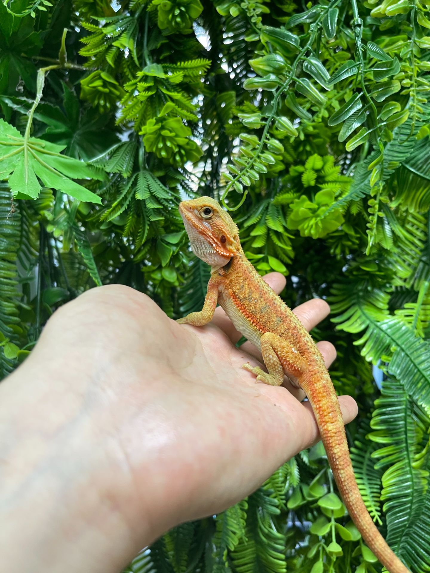 Бородаті агами різні морфи