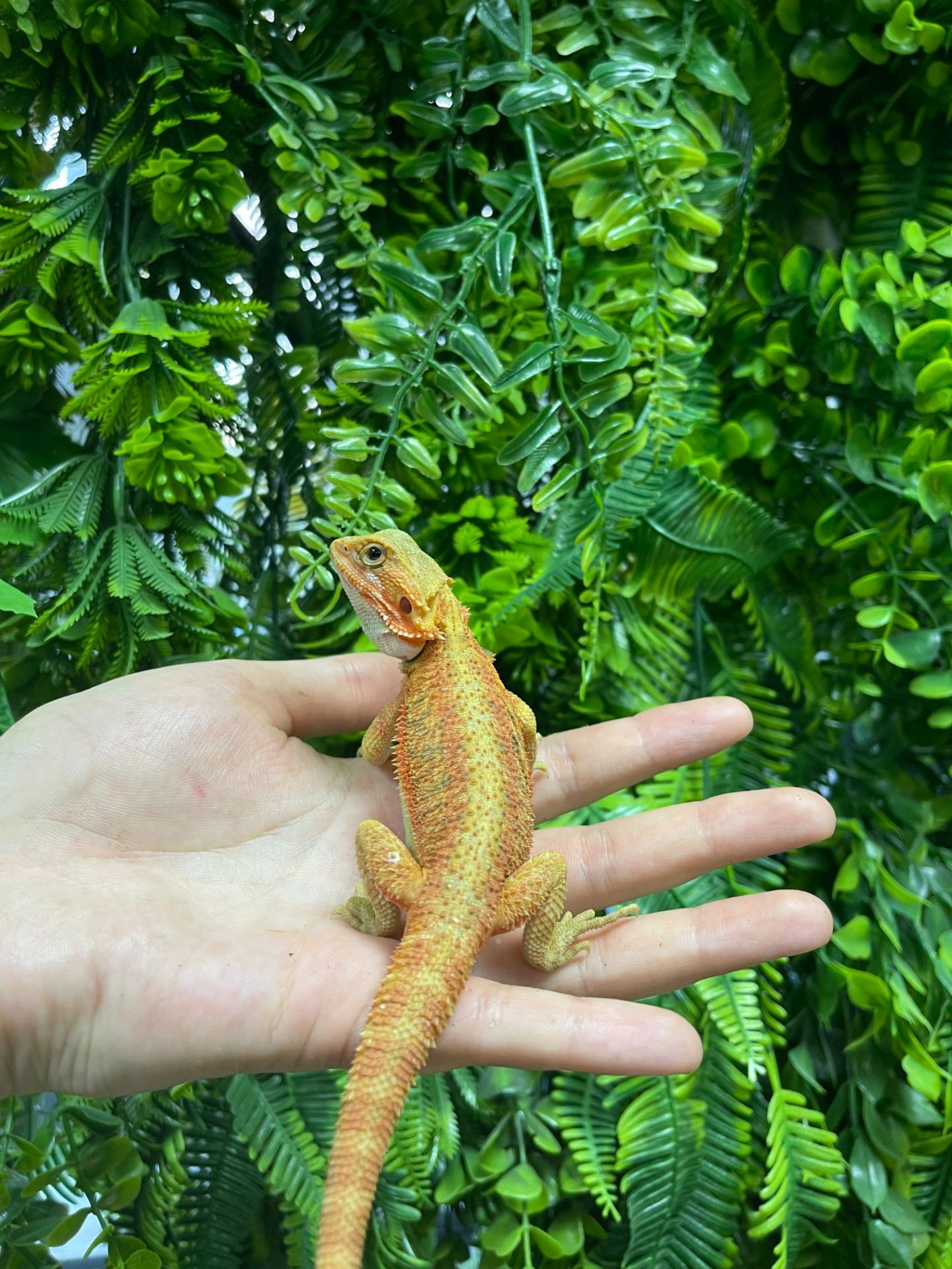 Бородаті агами різні морфи