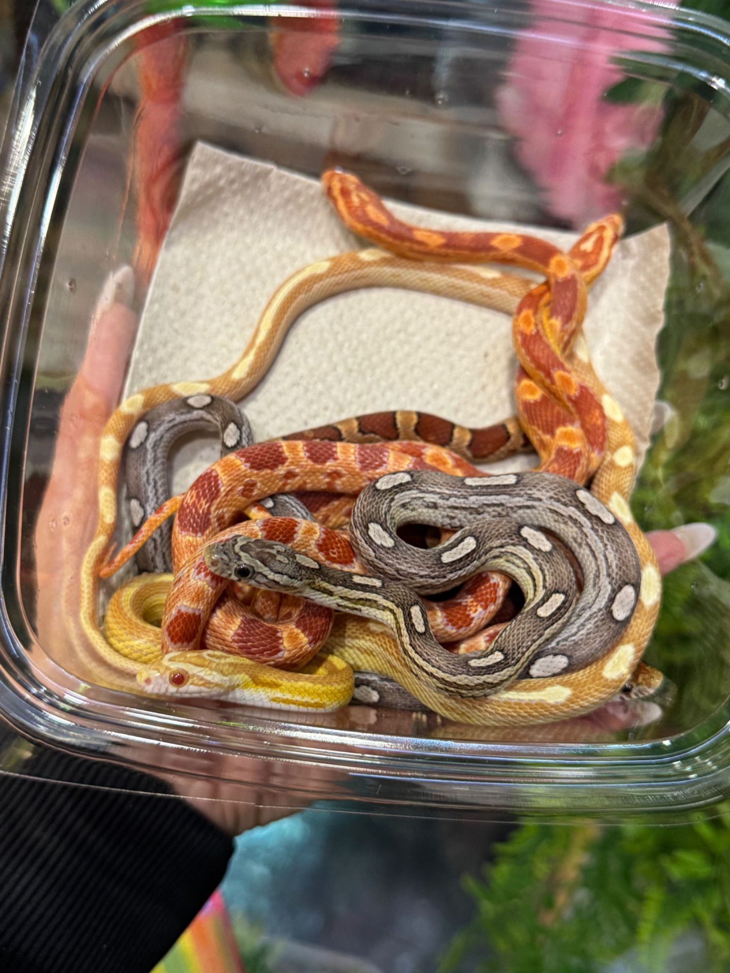 Маїсовий полоз різні морфи