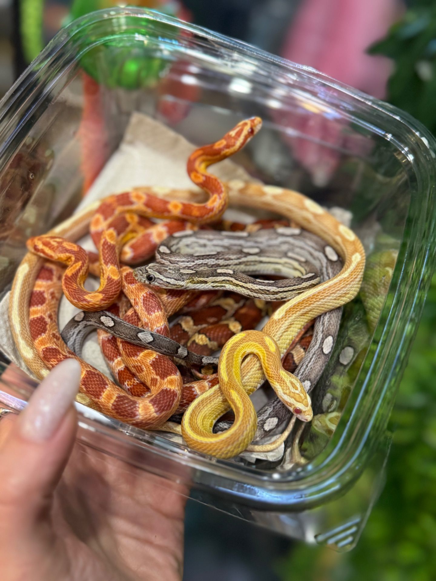 Маїсовий полоз різні морфи