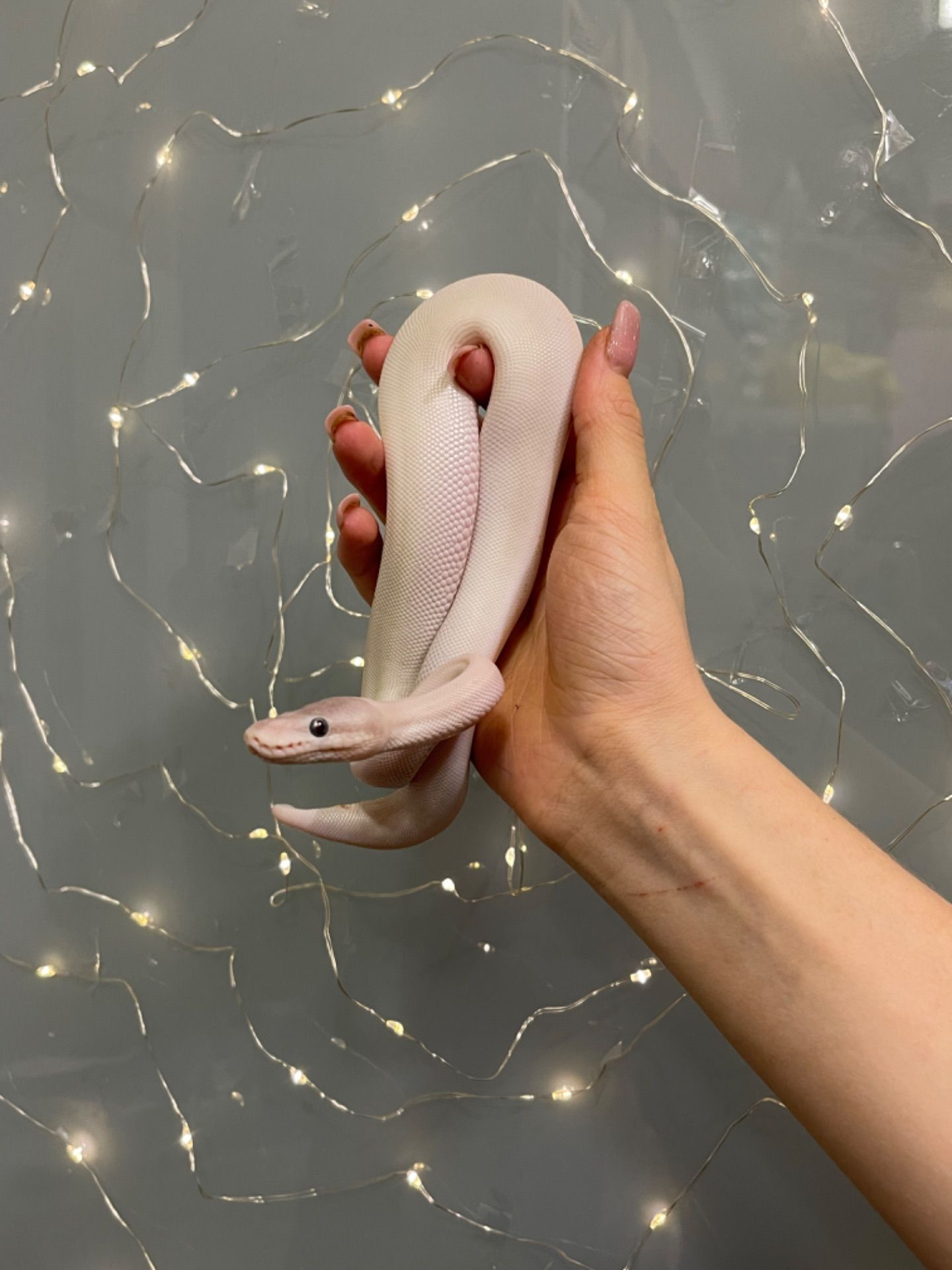 Королівський пітон